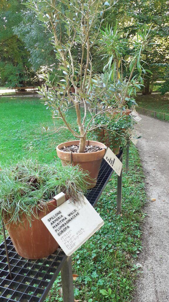 planten in de botanische Tuin van Padua. Ze staan op hoogte zodat je ze kunt aanraken en er zijn bordjes bij in Braille en in voelbare letters met goed contrast