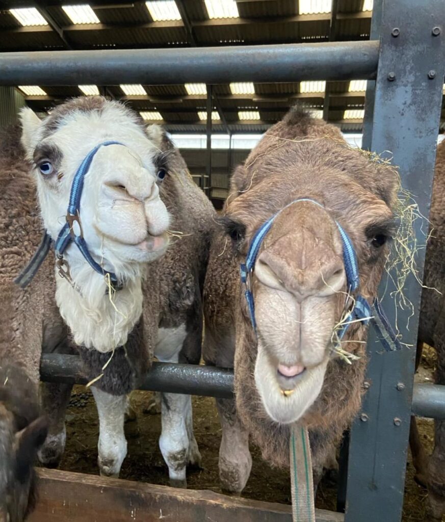 twee kamelen staan vlak voor de camera en kijken je aan. ze hebben een blauw halster om